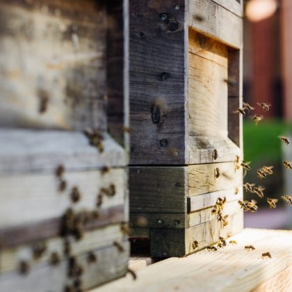 bienen2